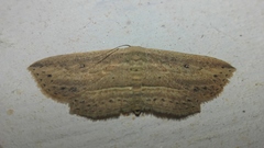 Hyposada hydrocampata