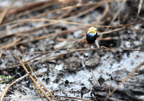 Habropoda laboriosa image