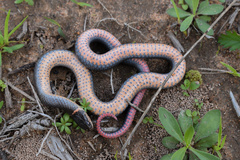 Diadophis punctatus stictogenys