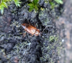 Anthobium atrocephalum
