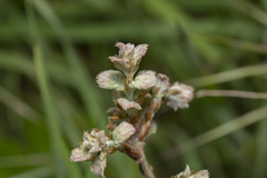 Quercus ithaburensis macrolepis