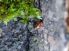 Anthobium atrocephalum