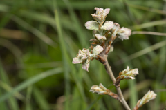 Quercus ithaburensis macrolepis