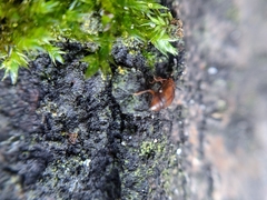 Anthobium atrocephalum
