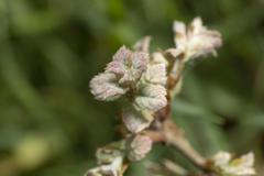 Quercus ithaburensis macrolepis