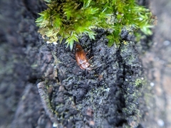Anthobium atrocephalum