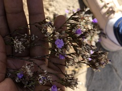 Limonium scabrum