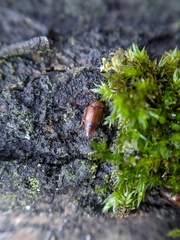 Anthobium atrocephalum