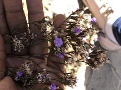 Limonium scabrum