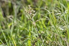 Quercus ithaburensis macrolepis