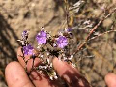 Limonium scabrum