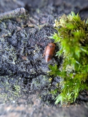 Anthobium atrocephalum