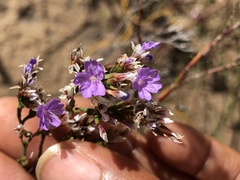 Limonium scabrum