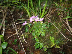 Primula petelotii