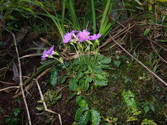 Primula petelotii