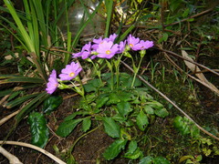 Primula petelotii
