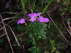 Primula petelotii