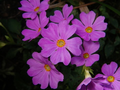Primula petelotii