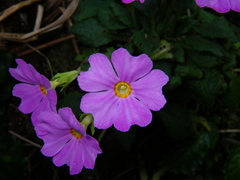 Primula petelotii