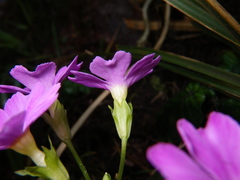 Primula petelotii