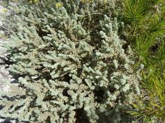 Thymelaea velutina