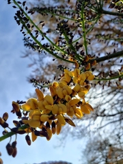 Platymiscium trifoliolatum