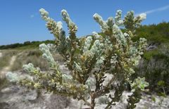 Thymelaea velutina