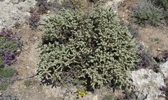Thymelaea velutina