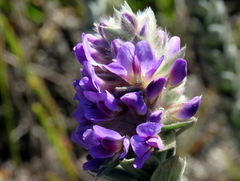 Amphithalea imbricata