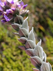 Amphithalea imbricata