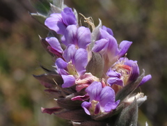 Amphithalea imbricata