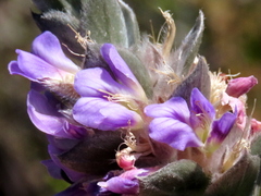 Amphithalea imbricata