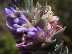 Amphithalea imbricata