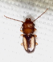 Laemophloeus terminalis