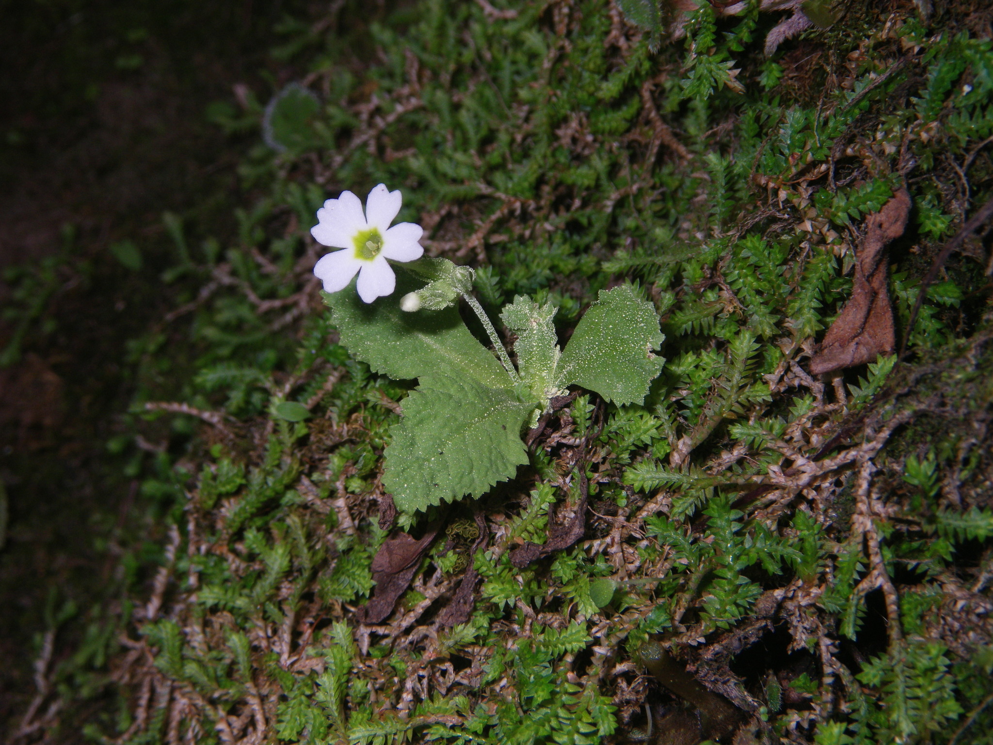 Primula gracilituba — ảnh 2