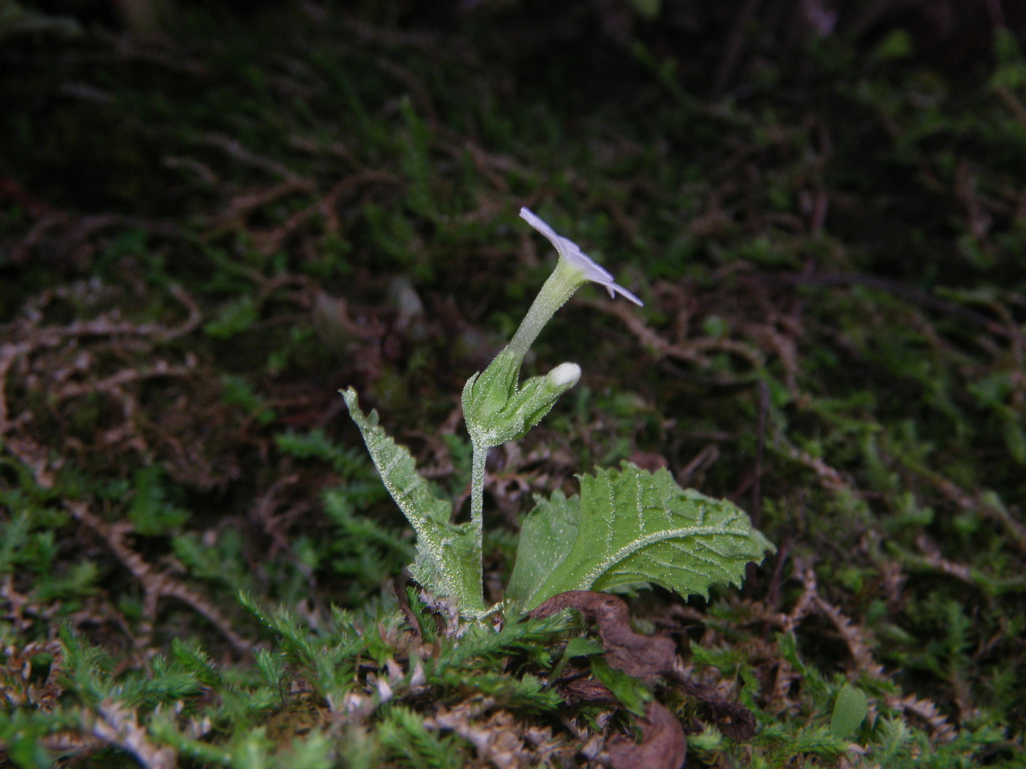 Primula gracilituba — ảnh 3