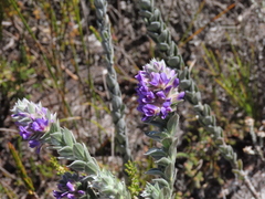 Amphithalea imbricata