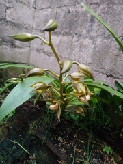 Mormodes