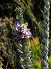 Amphithalea imbricata