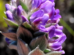 Amphithalea imbricata