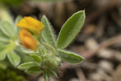 Anthyllis circinnata