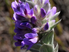 Amphithalea imbricata