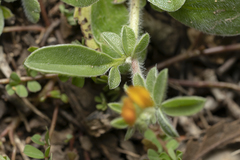 Anthyllis circinnata