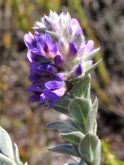 Amphithalea imbricata