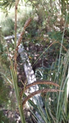 Carex hispida