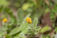 Anthyllis circinnata