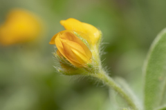 Anthyllis circinnata