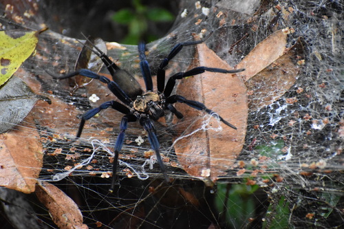 Colombian Funnel Web Spider (Linothele sericata) · iNaturalist