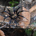 Colombian Funnel Web Spider - Photo (c) JOHN MARTINEZ, some rights reserved (CC BY-NC), uploaded by JOHN MARTINEZ