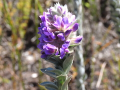 Amphithalea imbricata